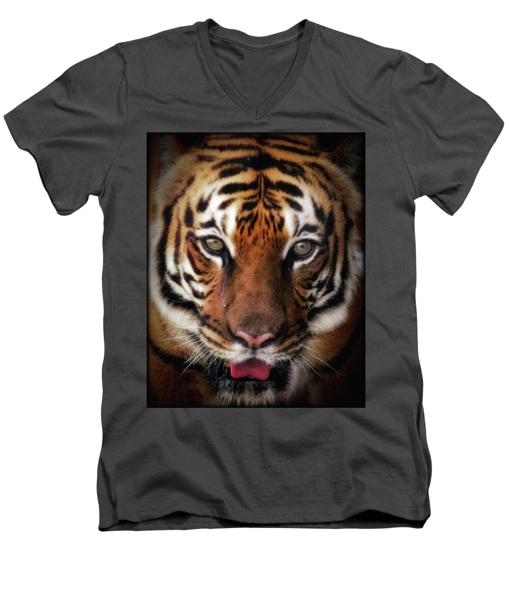 Tiger Men's V-Neck T-Shirt featuring the photograph Big Cat Stare Down by Elaine Malott