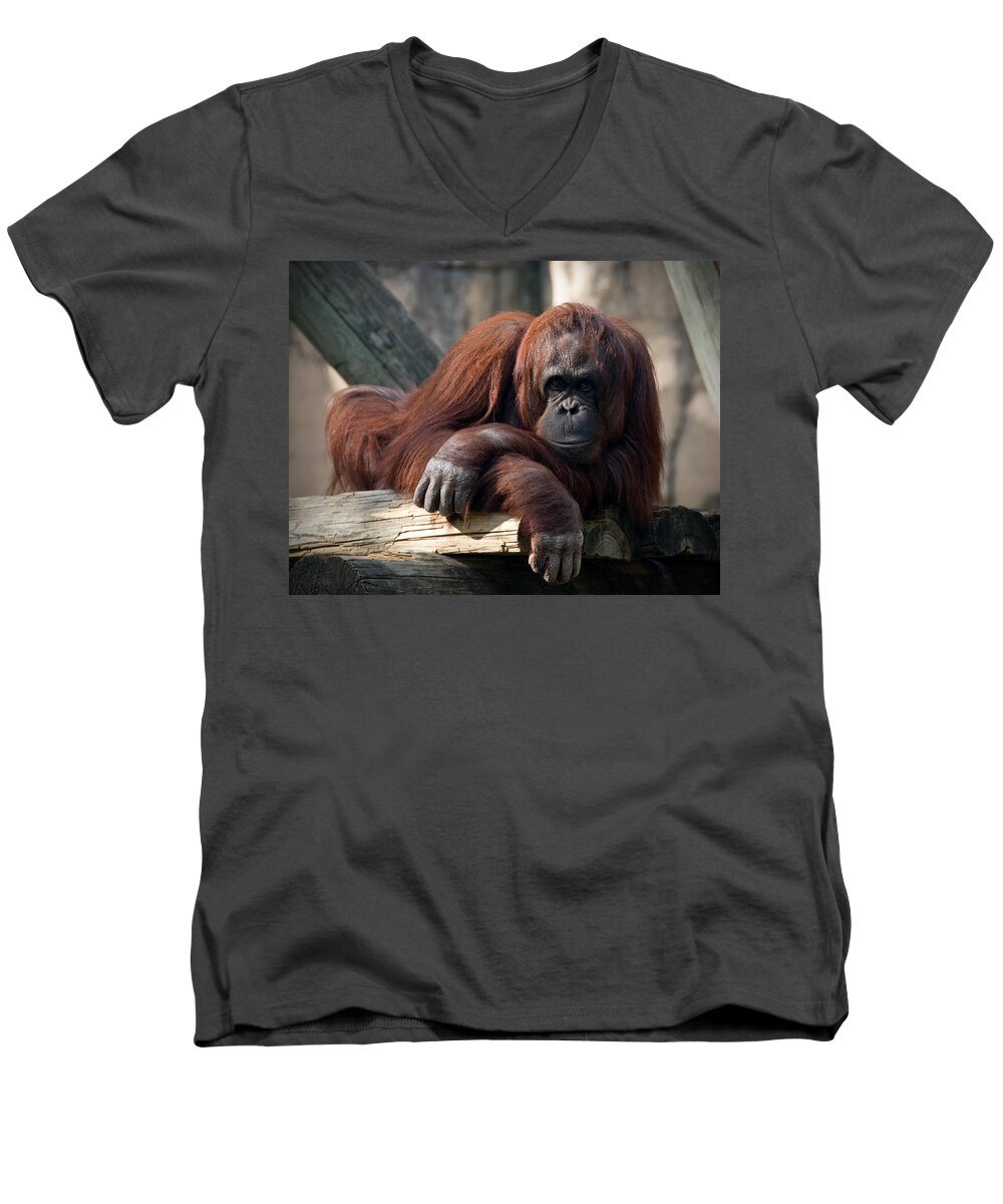 Orangutang Men's V-Neck T-Shirt featuring the photograph Big Hands by Steven Sparks