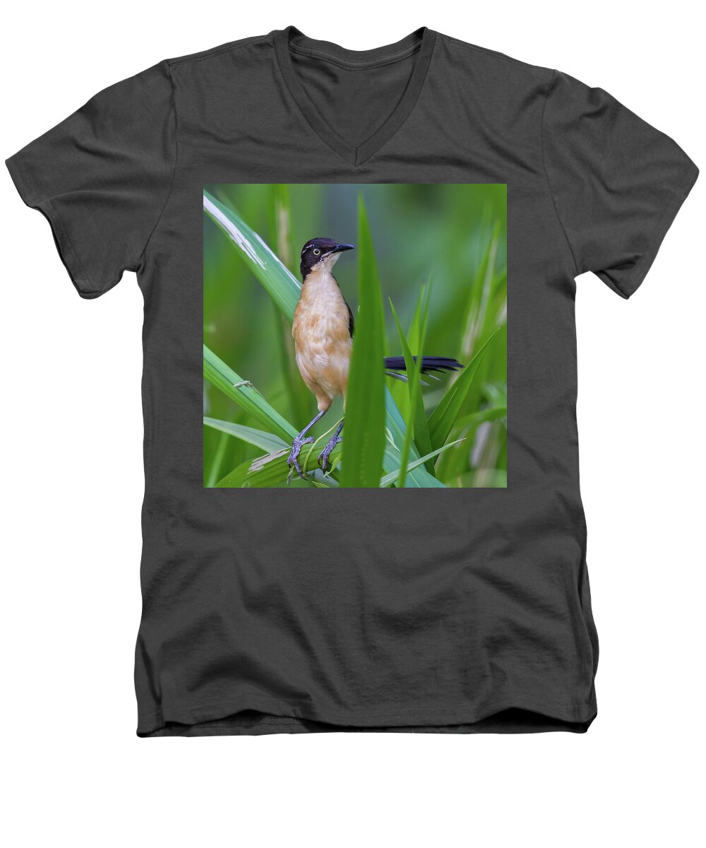 2015 Men's V-Neck T-Shirt featuring the photograph Black-capped Donacobius by Jean-Luc Baron