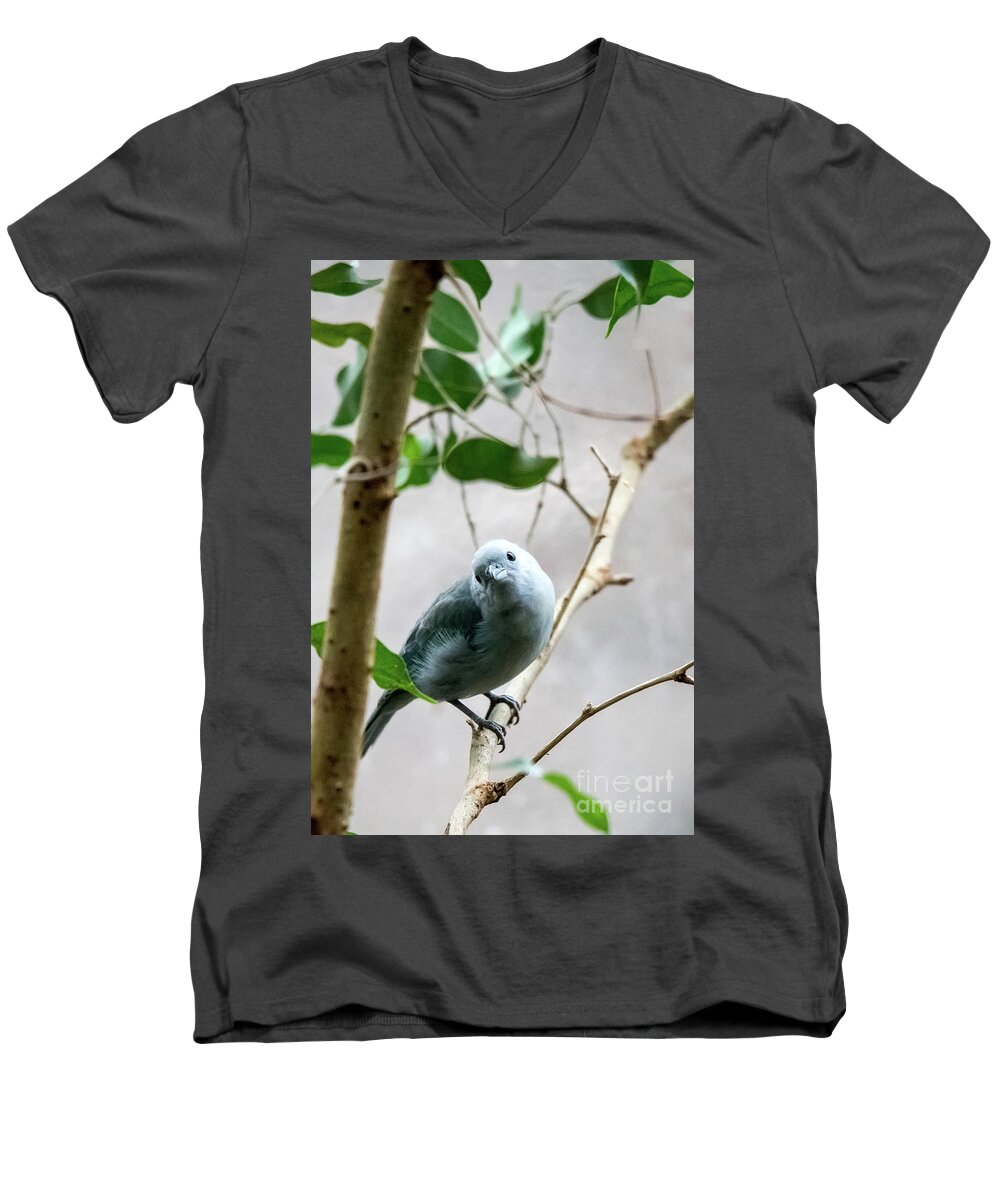 Bird Men's V-Neck T-Shirt featuring the photograph Blue-Grey Tanager by Ed Taylor