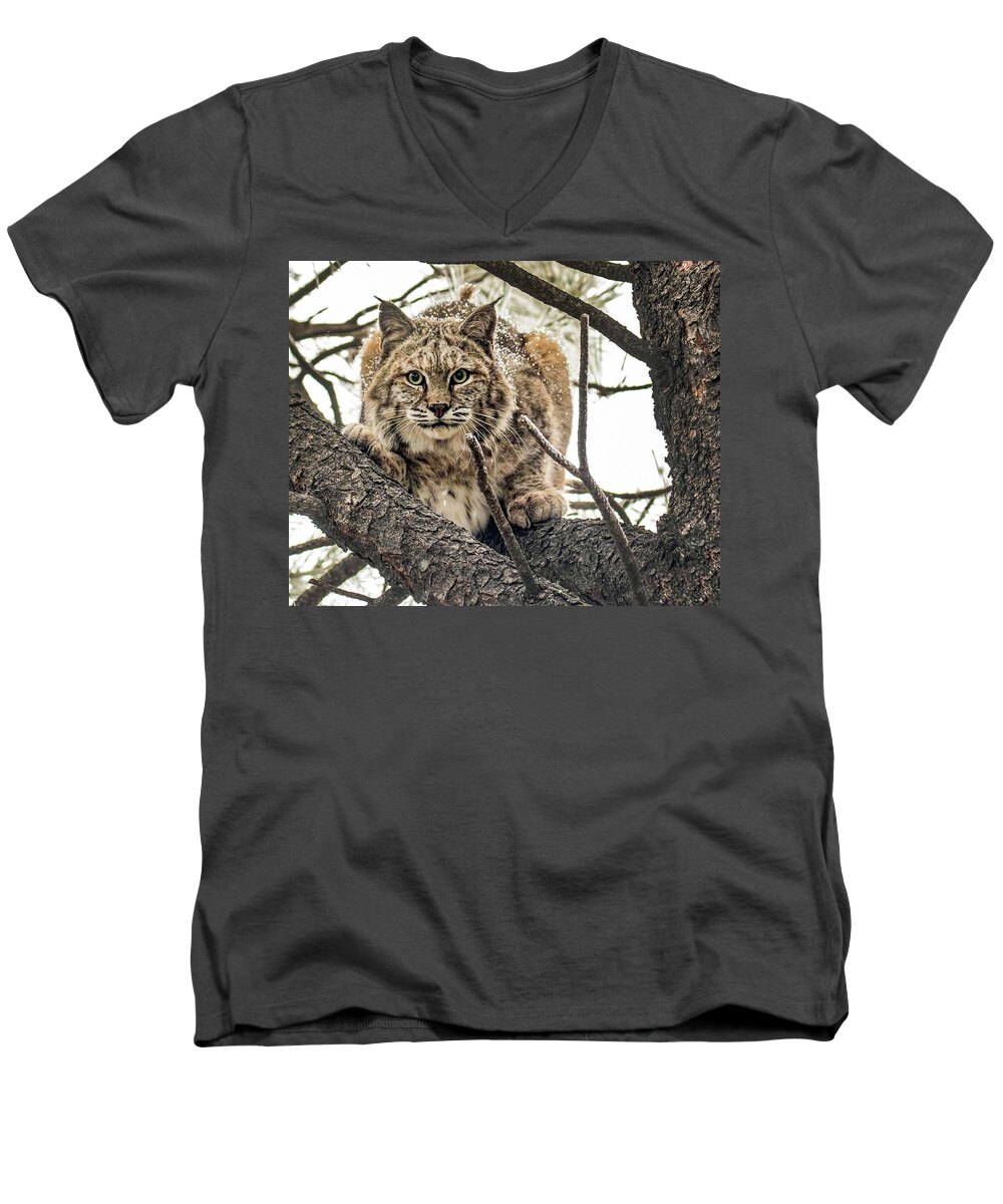 Categories Men's V-Neck T-Shirt featuring the photograph Bobcat in Winter by Dawn Key