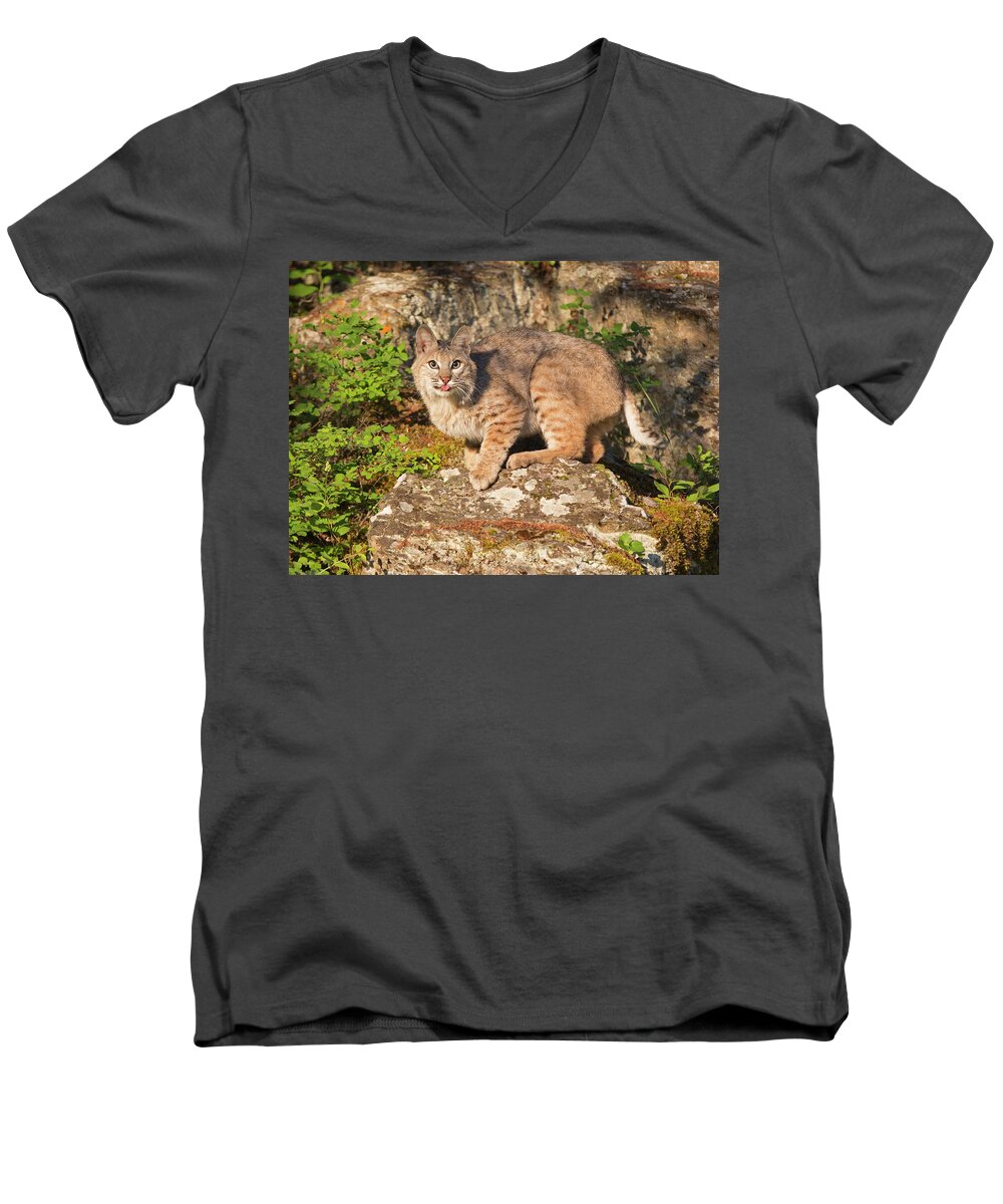 Bobcat Men's V-Neck T-Shirt featuring the photograph Bobcat on rock with tongue out by Jack Nevitt