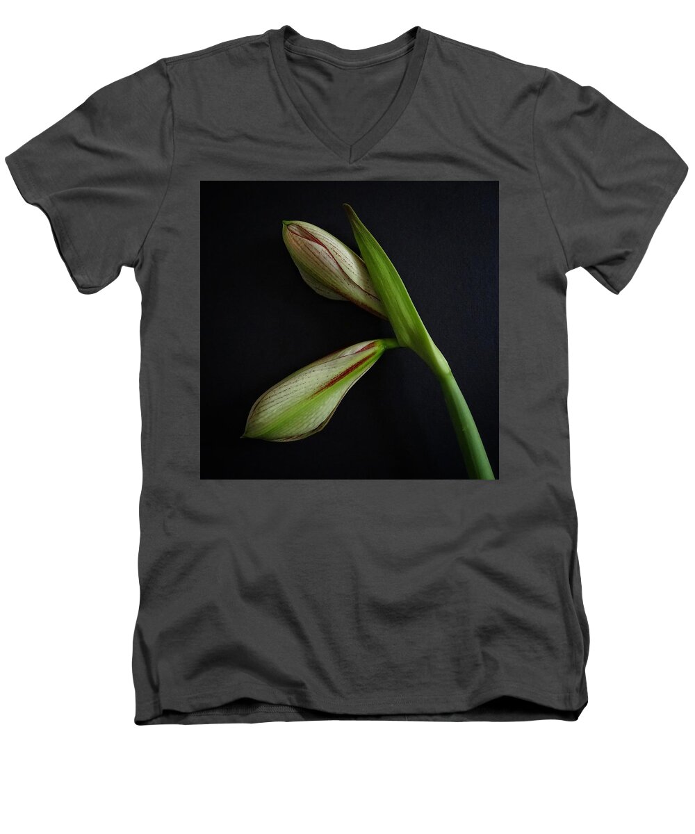 Buds Men's V-Neck T-Shirt featuring the photograph Buds of Amaryllis Sumatra by Per Lidvall