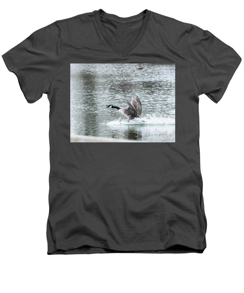 Heron Heaven Men's V-Neck T-Shirt featuring the photograph Canada Goose Landing 2 by Ed Peterson