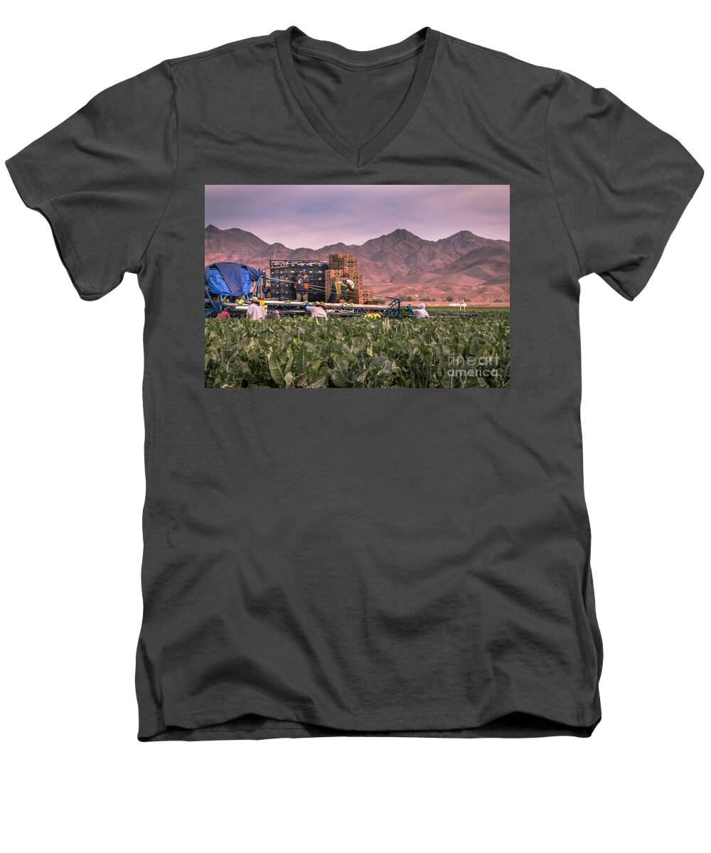 Cauliflower Men's V-Neck T-Shirt featuring the photograph Cauliflower Harvest by Robert Bales