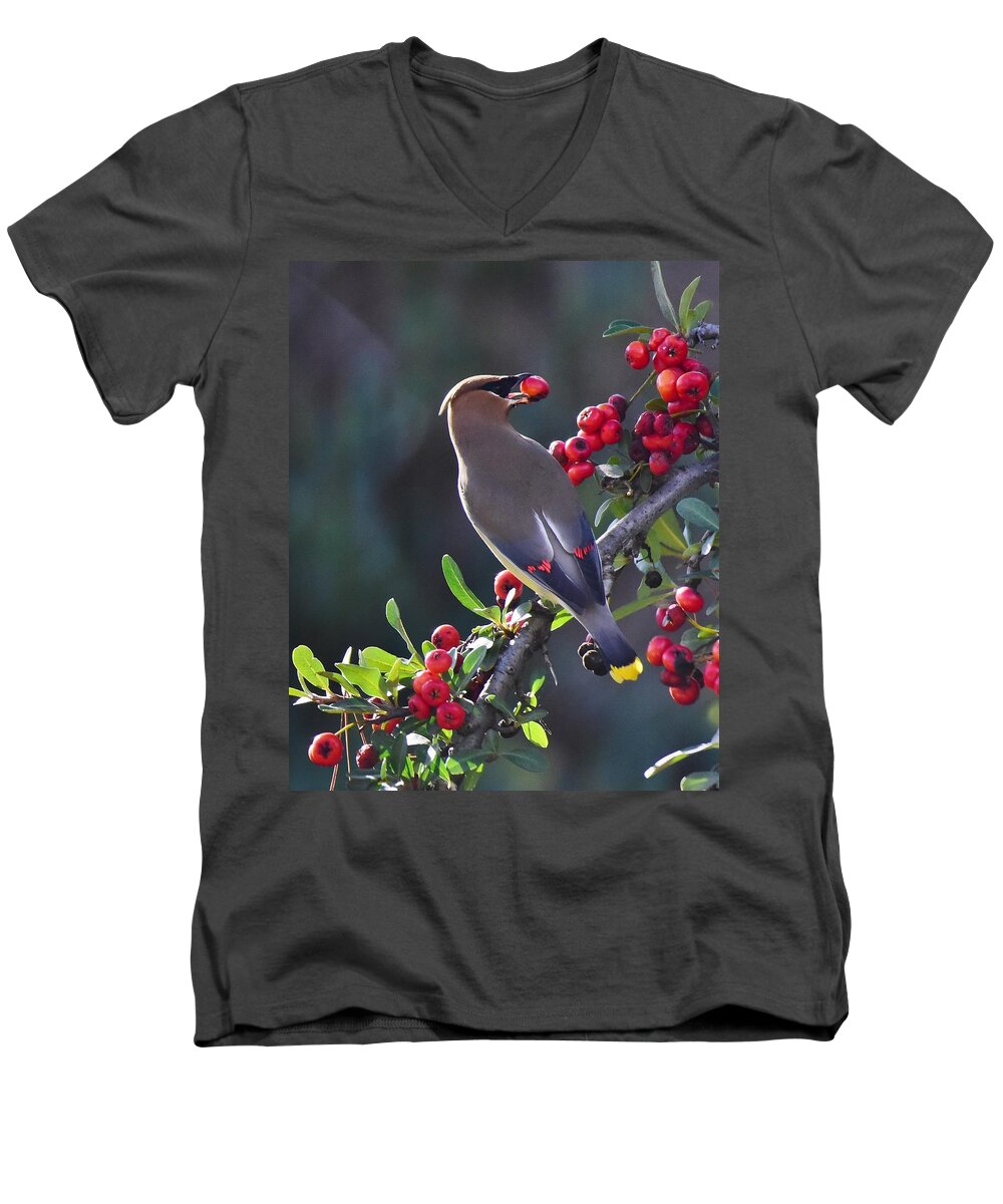 Linda Brody Men's V-Neck T-Shirt featuring the photograph Cedar Waxwing 2 by Linda Brody