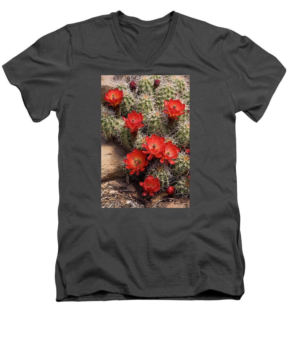 Wildflowers Men's V-Neck T-Shirt featuring the photograph Claret Cup Cactus by Dan Norris