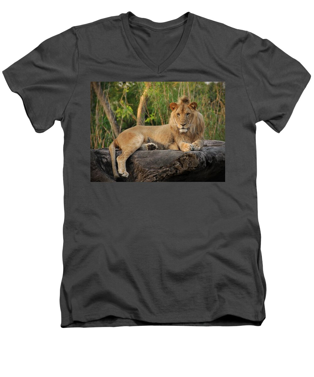 Lion Men's V-Neck T-Shirt featuring the photograph Classic Young Male by Steven Sparks