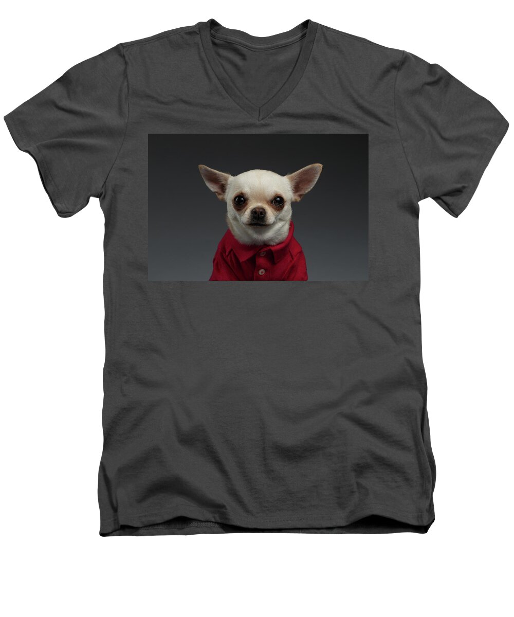 #faatoppicks Men's V-Neck T-Shirt featuring the photograph Closeup Portrait Chihuahua dog in stylish clothes. Gray background by Sergey Taran