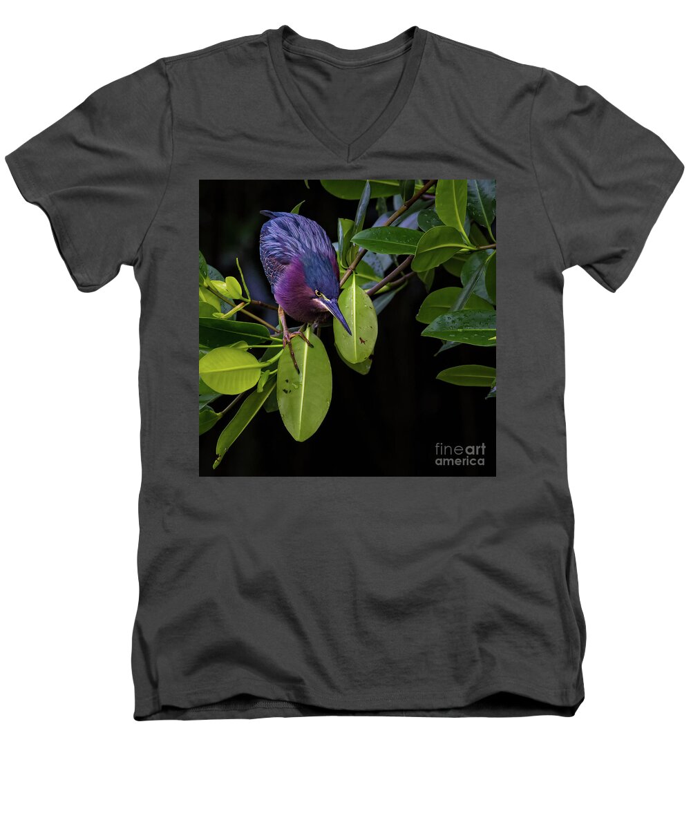 Heron Men's V-Neck T-Shirt featuring the photograph Purple Heron by Doug Sturgess
