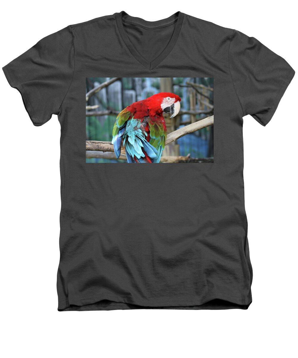 Parrot Men's V-Neck T-Shirt featuring the photograph Colors by Jackson Pearson