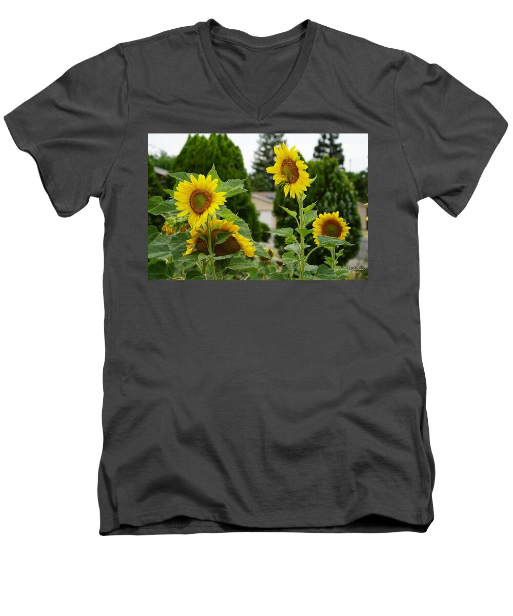 Sunflowers Men's V-Neck T-Shirt featuring the photograph Conversing Sunflowers by Stephen Daddona