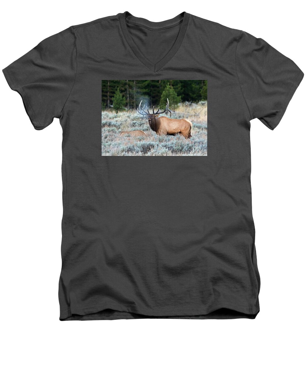 Elk Men's V-Neck T-Shirt featuring the photograph Cool Mornings by Shari Sommerfeld