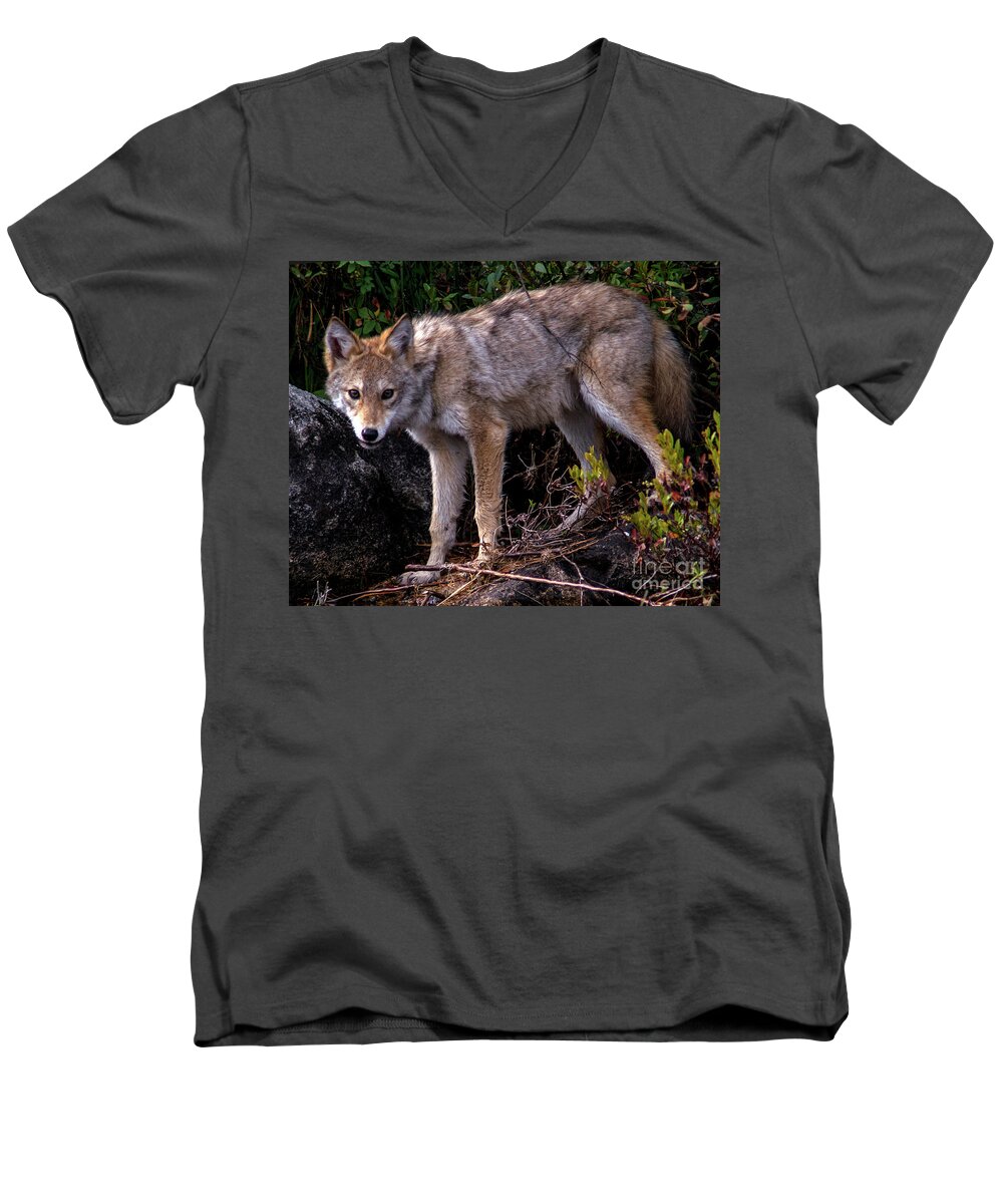 Coyote Men's V-Neck T-Shirt featuring the photograph Coyote Portrait by Jane Axman