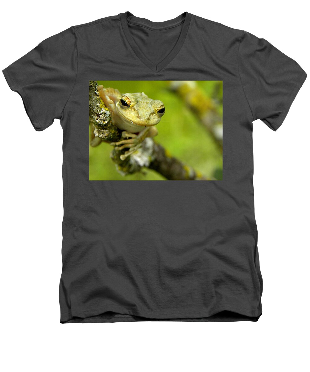 Cuban Tree Frog Men's V-Neck T-Shirt featuring the photograph Cuban Tree Frog 000 by Christopher Mercer