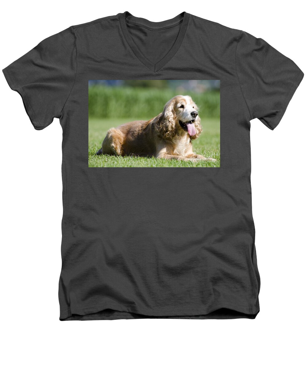 Dog Men's V-Neck T-Shirt featuring the photograph Dog lying down on the green grass by Mats Silvan