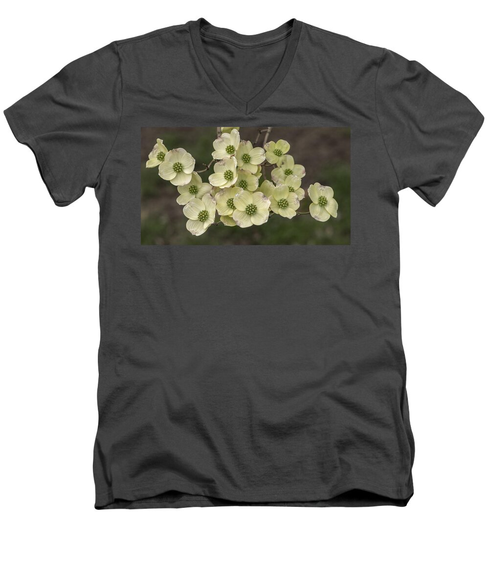 Dogwood Men's V-Neck T-Shirt featuring the photograph Dogwood Dance in White by Don Spenner
