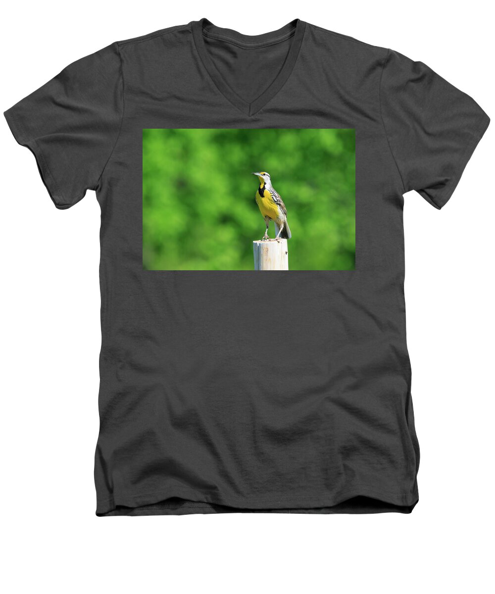 Gary Hall Men's V-Neck T-Shirt featuring the photograph Eastern Meadowlark 2 by Gary Hall