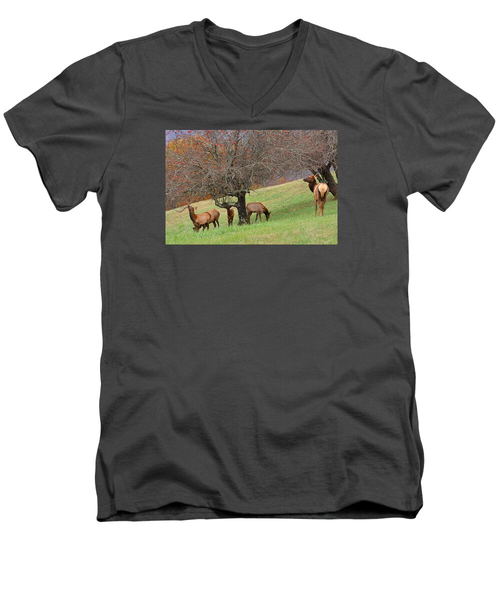 Mammal Men's V-Neck T-Shirt featuring the photograph Elk at the Orchard by Alan Lenk