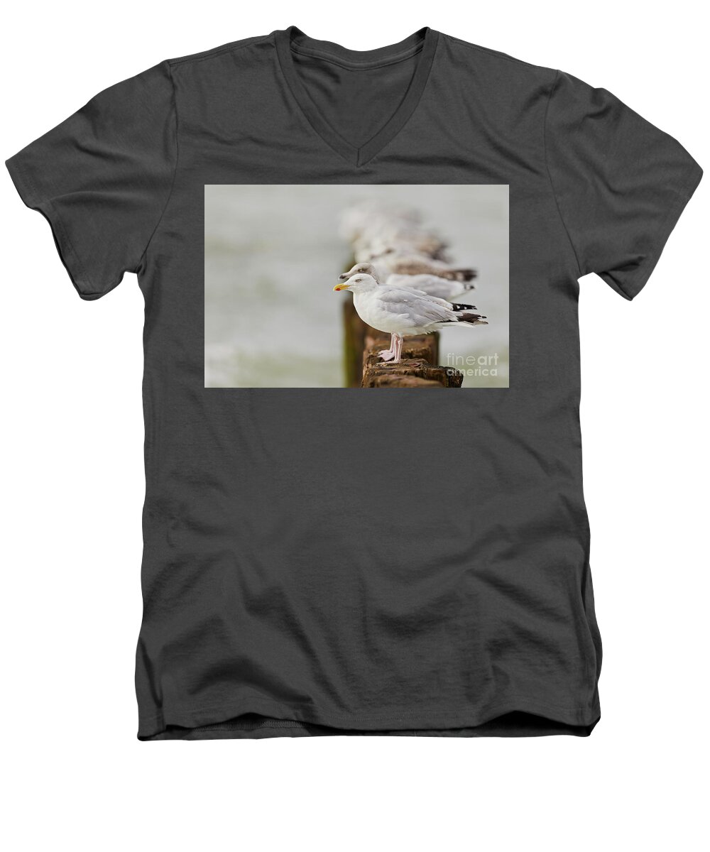 European Men's V-Neck T-Shirt featuring the photograph European herring gulls in a row fading in the background by Nick Biemans