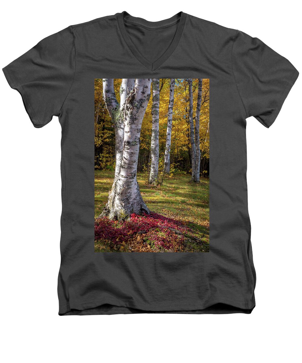 Birch Men's V-Neck T-Shirt featuring the photograph Fall Colors by Gary McCormick