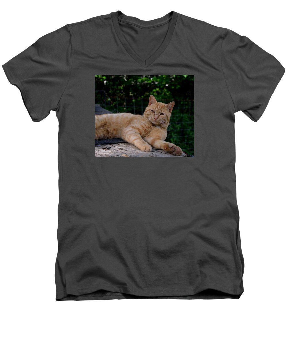 Cat Men's V-Neck T-Shirt featuring the photograph Franklin by Karen Harrison Brown