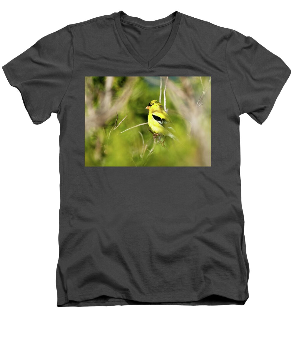 Birds Men's V-Neck T-Shirt featuring the photograph Gold Finch by Greg Nyquist