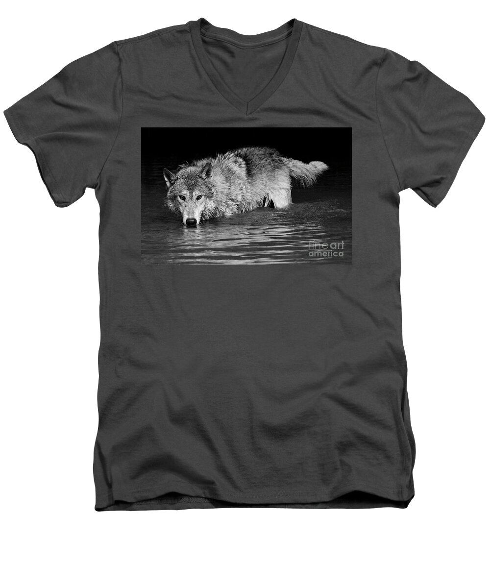 Gray Wolf Men's V-Neck T-Shirt featuring the photograph Gray Wolf Watches #2 by Art Cole