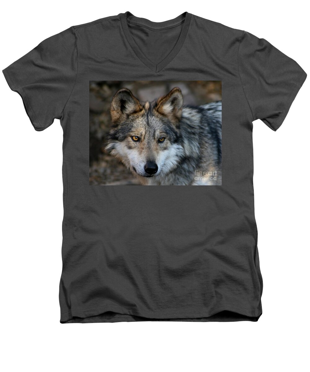 Grey Wolf Men's V-Neck T-Shirt featuring the photograph Grey Wolf by Paula Guttilla