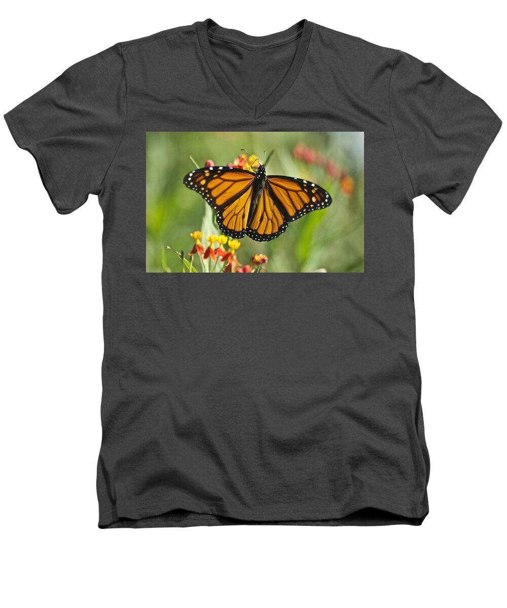 Wildlife Men's V-Neck T-Shirt featuring the photograph Hawaiian Monarch 3 by Michael Peychich