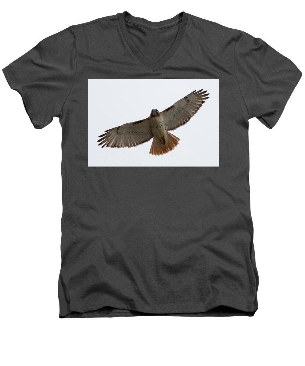 Hawk Bird Birding Birds Overhead Over Head Flying Flyby By Fly Flight Ornithology Clinton Ma Mass Massachusetts New England Newengland Brian Hale Brianhalephoto Wildlife Wild Life Natural Nature Outside Outdoors Men's V-Neck T-Shirt featuring the photograph Hawk Overhead by Brian Hale