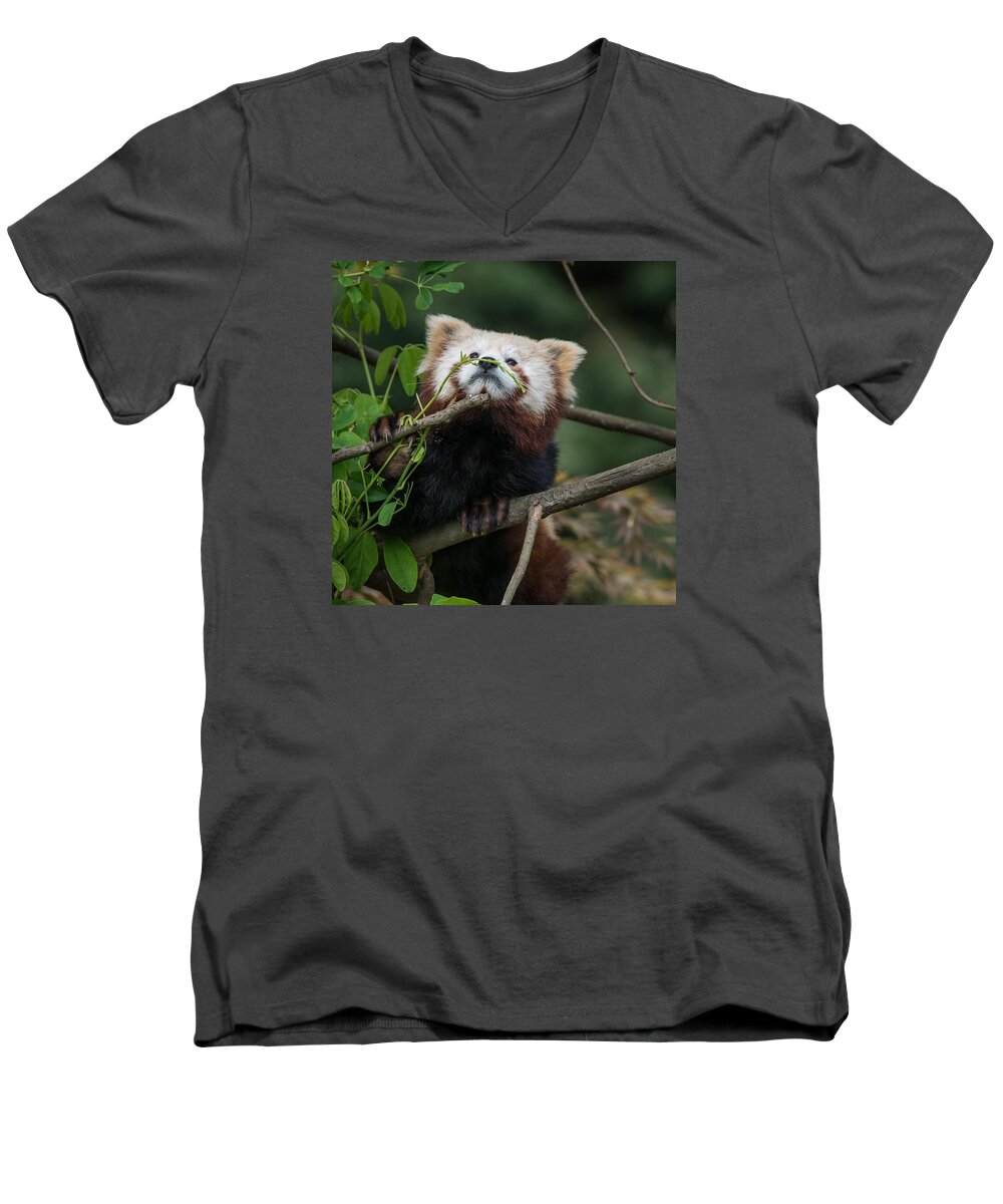 Red Panda Men's V-Neck T-Shirt featuring the photograph Heavenwards by Greg Nyquist