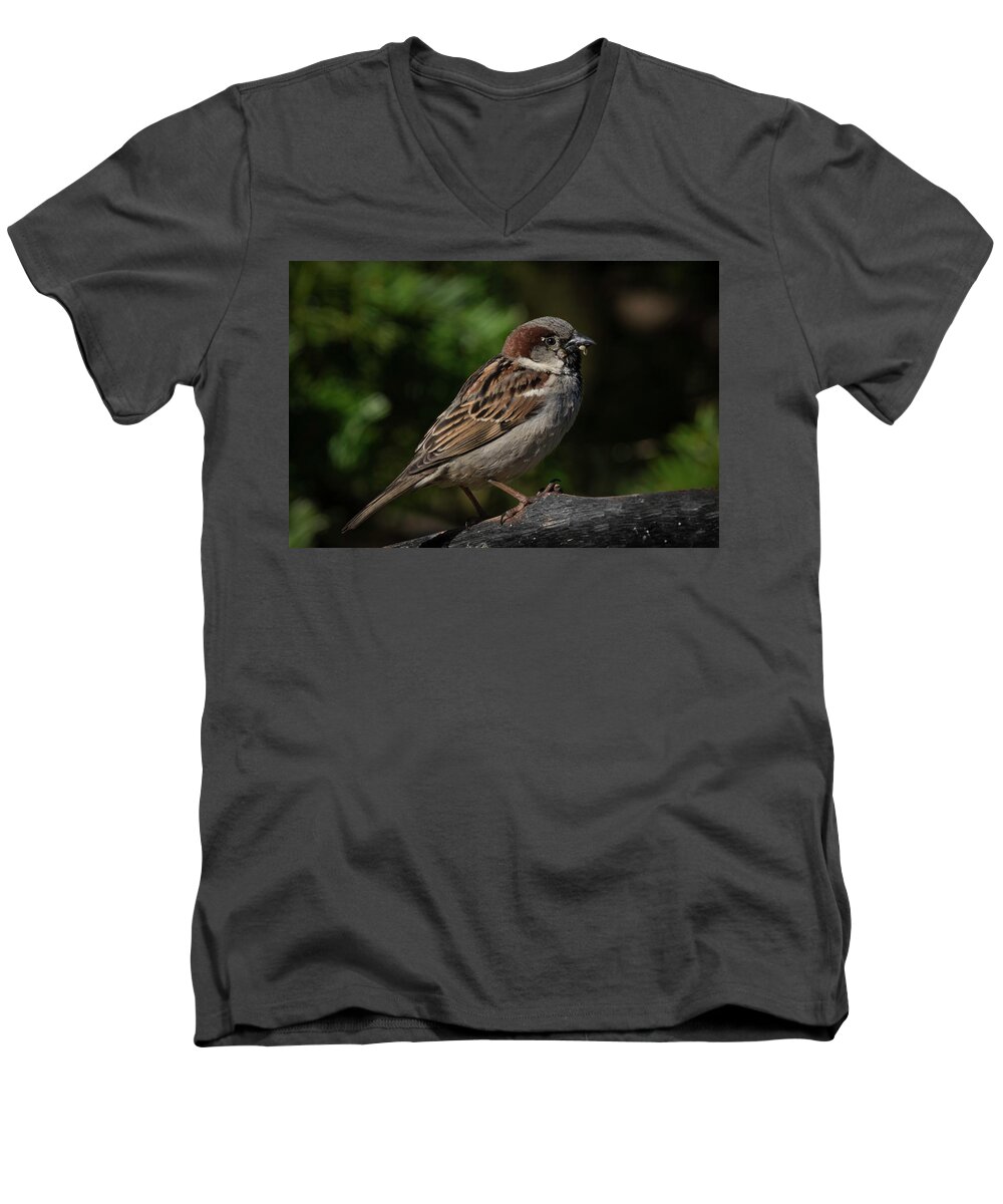 House Sparrow Bird Photograph Men's V-Neck T-Shirt featuring the photograph House Sparrow 2 by Kenneth Cole