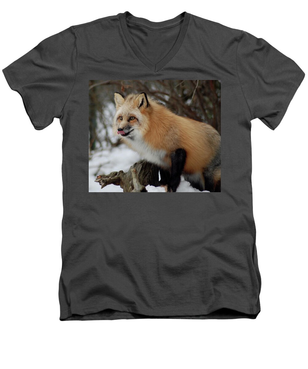 Fox Men's V-Neck T-Shirt featuring the photograph Hungry Fox by Richard Bryce and Family