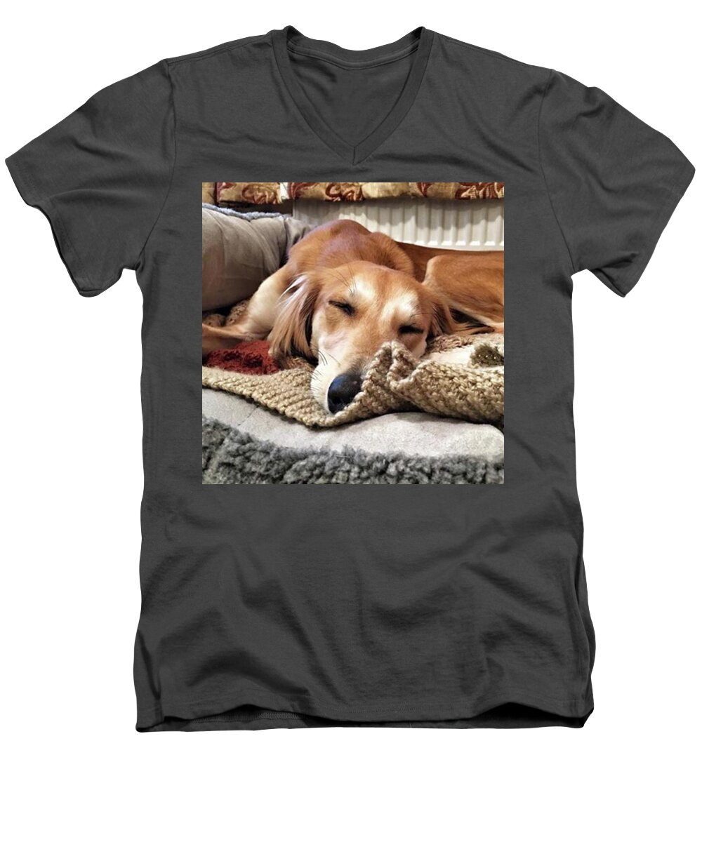 Dogsofinstagram Men's V-Neck T-Shirt featuring the photograph It's Been A Hard Day...

#saluki by John Edwards