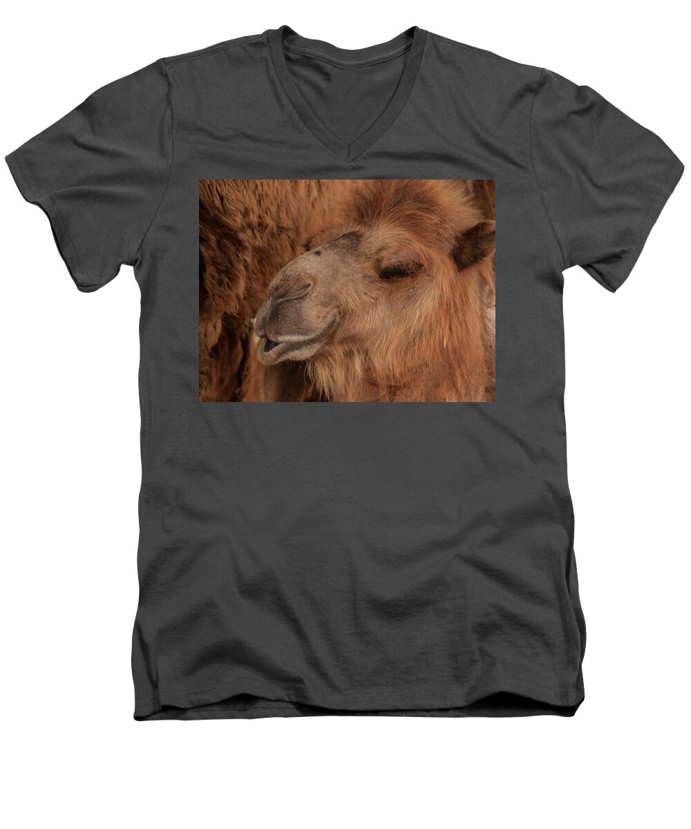 Camel Men's V-Neck T-Shirt featuring the photograph Kisses by Stewart Helberg
