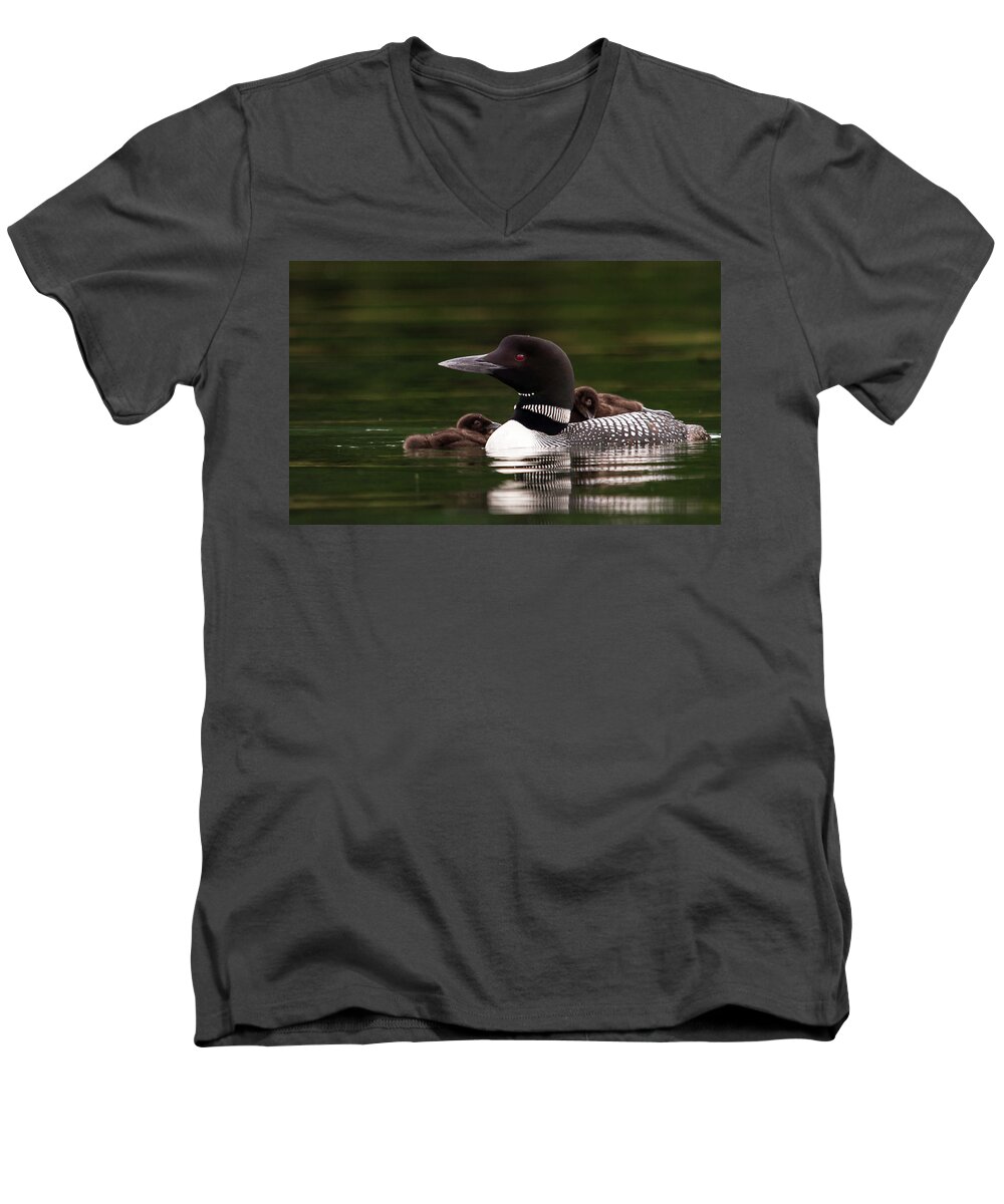 Lake Winnisquam Men's V-Neck T-Shirt featuring the photograph Loon Chicks by Benjamin Dahl
