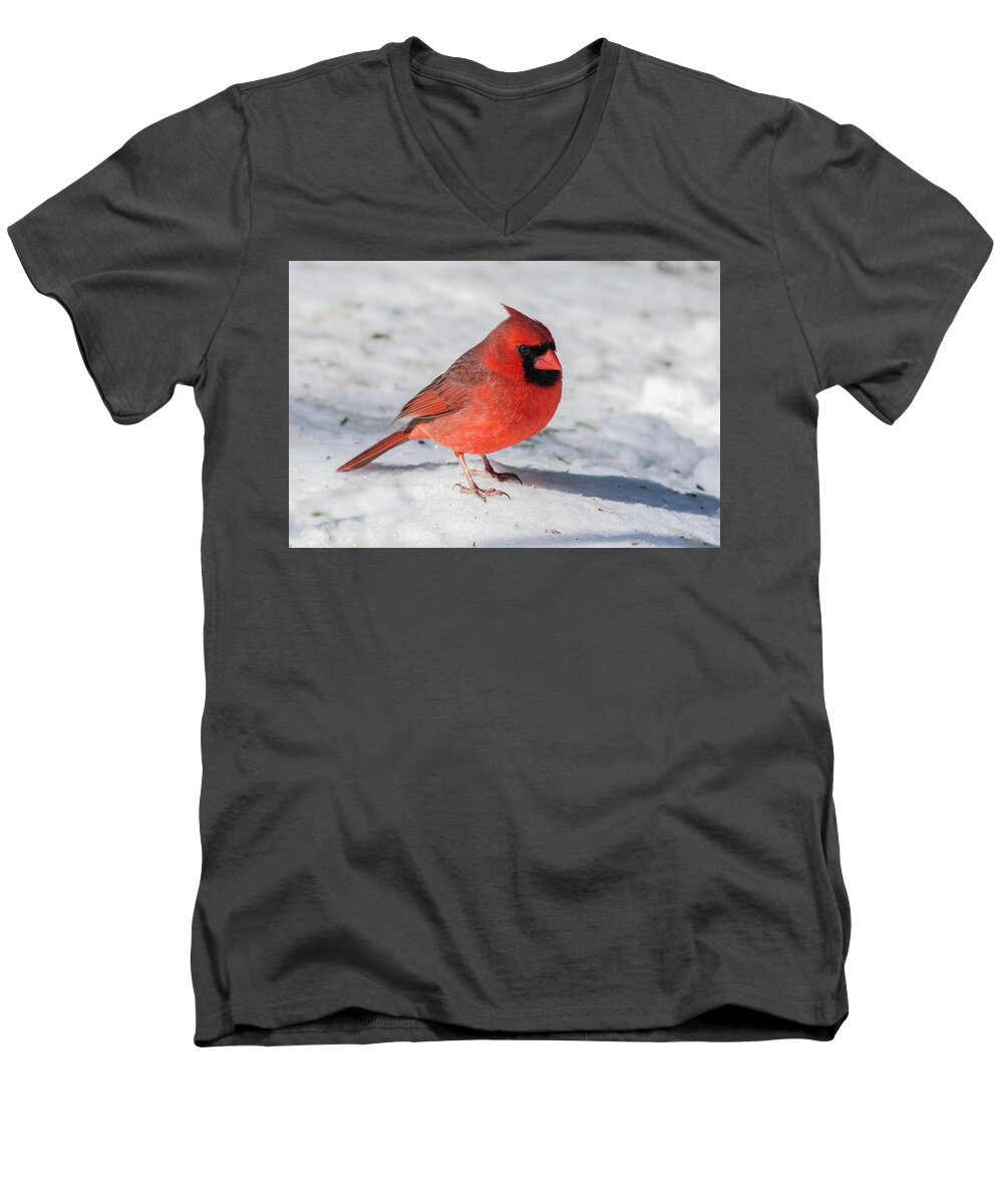 Male Cardinal Color Photograph In Winter Men's V-Neck T-Shirt featuring the photograph Male Cardinal in Winter by Kenneth Cole
