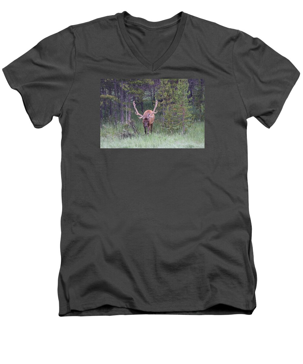 Animal Men's V-Neck T-Shirt featuring the photograph Bull Elk RMNP CO #2 by Margarethe Binkley