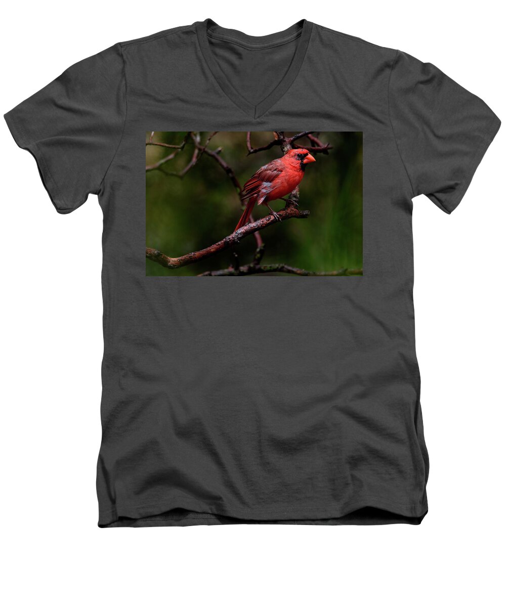 Male Northern Cardinal Men's V-Neck T-Shirt featuring the photograph Male Northern Cardinal by Debra Martz