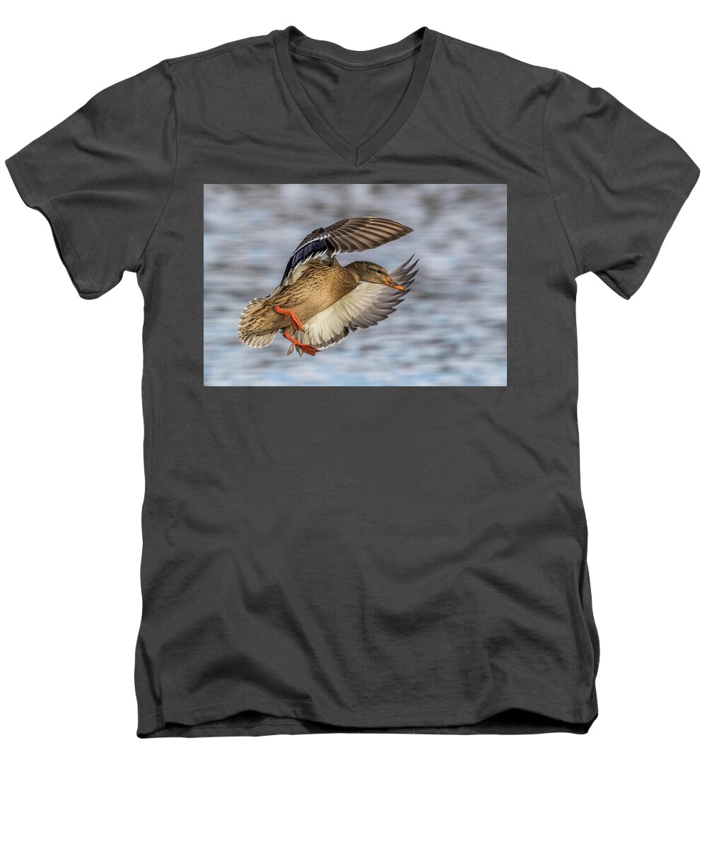 Mallard Men's V-Neck T-Shirt featuring the photograph Mallard with Cupped wings by Paul Freidlund