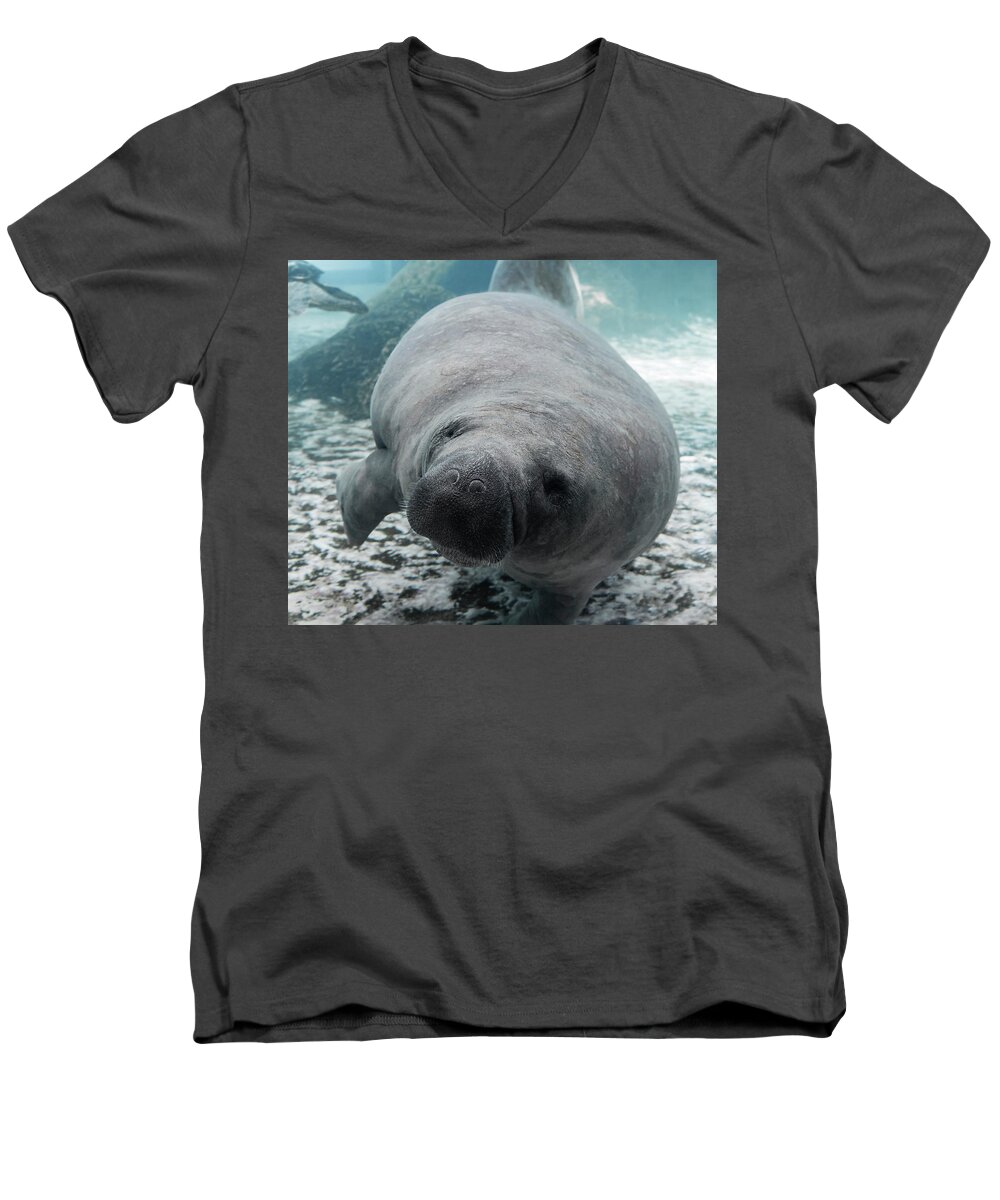 Manatee Men's V-Neck T-Shirt featuring the photograph Manatee by Tracy Winter