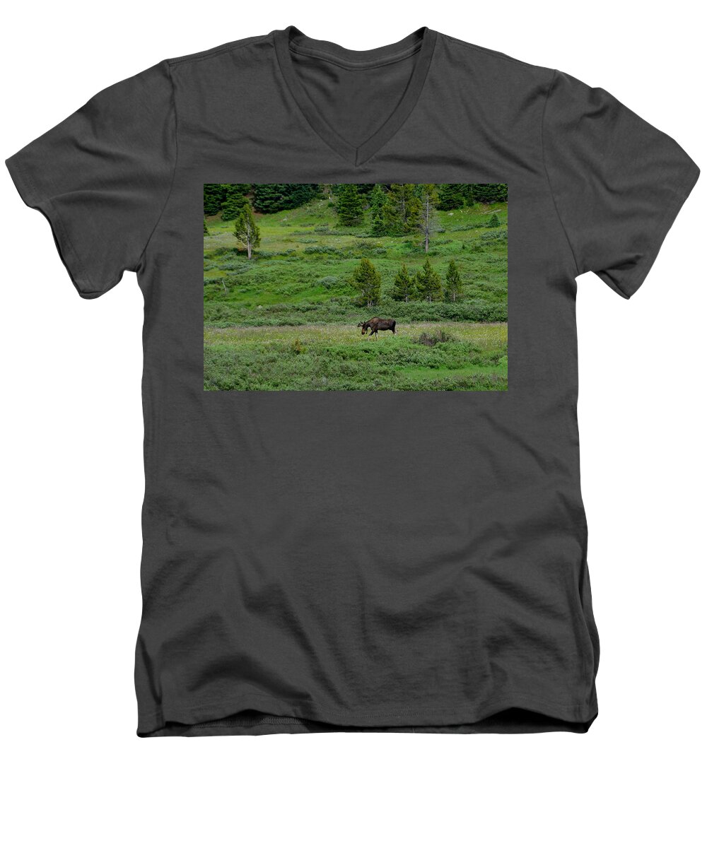 Moose Men's V-Neck T-Shirt featuring the photograph Moose on the Loose by Tranquil Light Photography