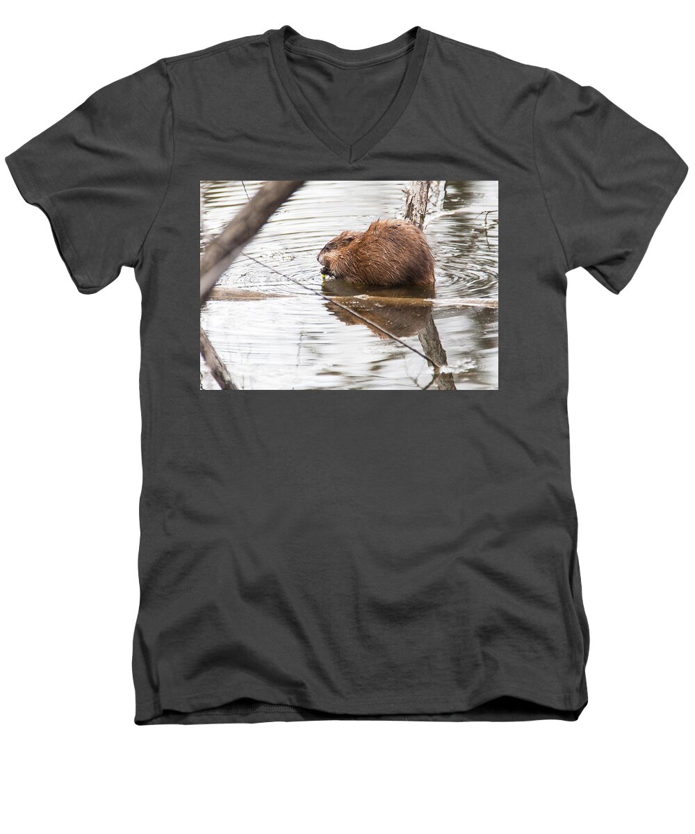 Heron Heaven Men's V-Neck T-Shirt featuring the photograph Muskrat Spring Meal by Ed Peterson