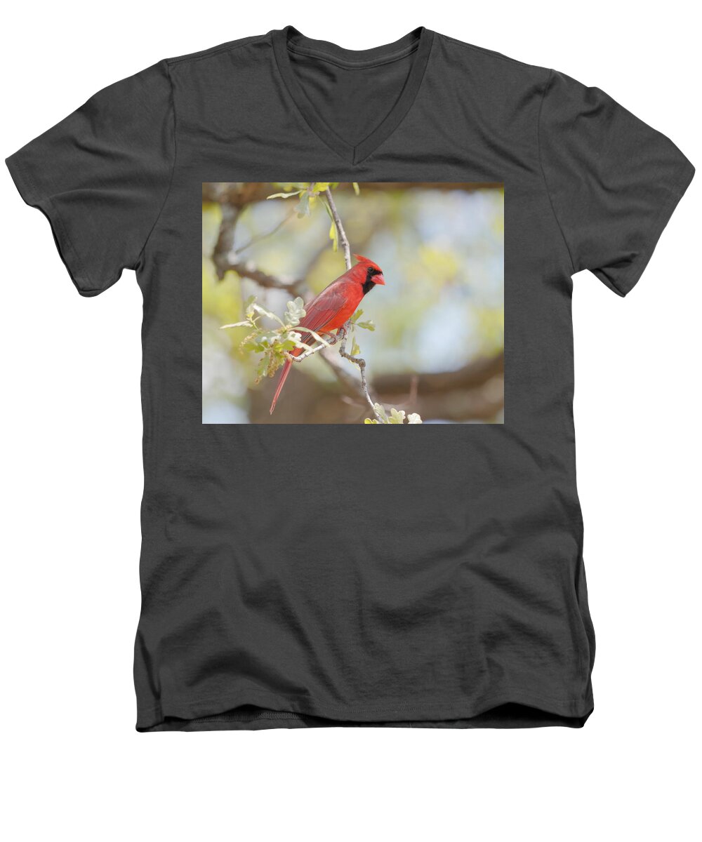 Cardinal Men's V-Neck T-Shirt featuring the photograph Northern Cardinal by John Moyer