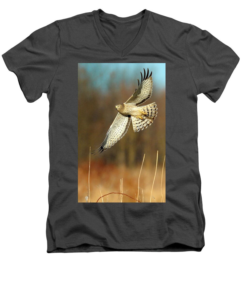 Northern Harrier Men's V-Neck T-Shirt featuring the photograph Northern Harrier Banking by William Jobes