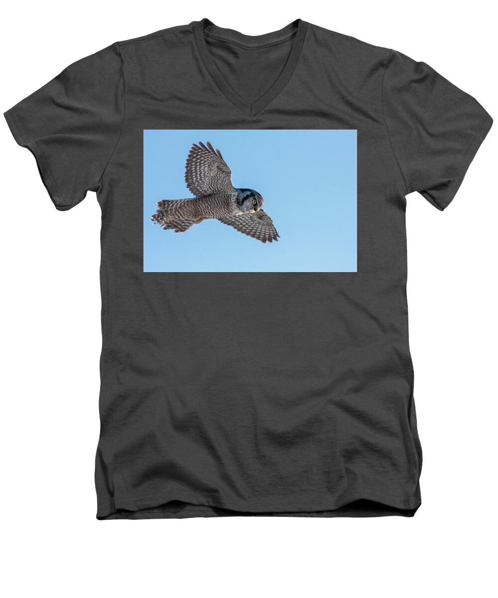 Animal Men's V-Neck T-Shirt featuring the photograph Northern Hawk Owl hunting by Mircea Costina Photography