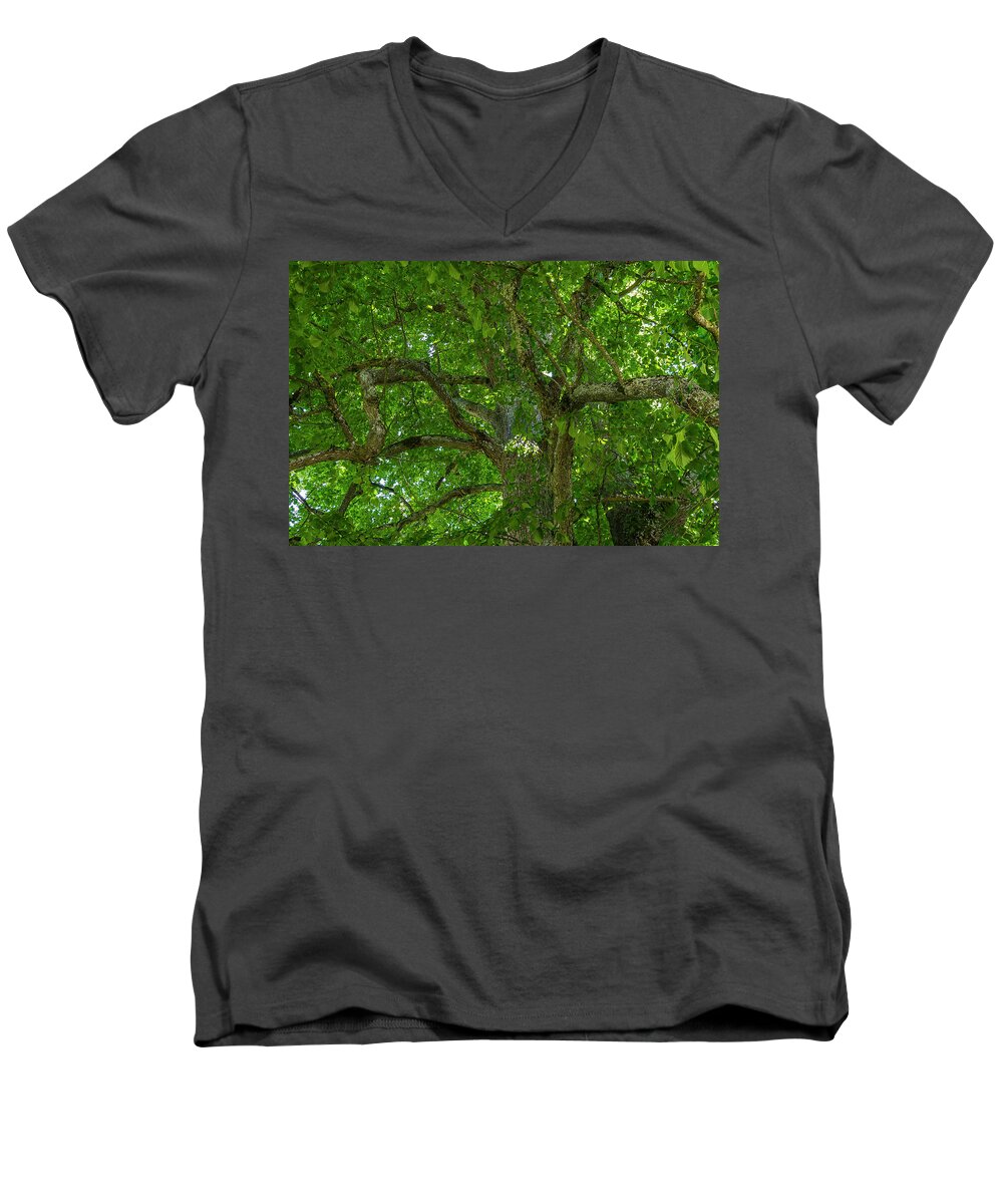 Linden Tree Men's V-Neck T-Shirt featuring the photograph Old linden tree. by Ulrich Burkhalter