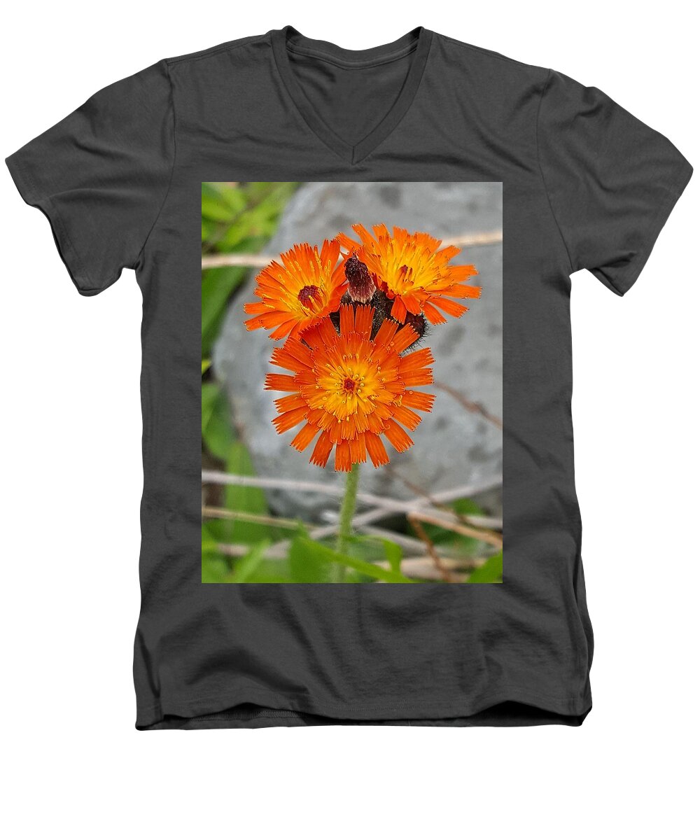 Lupins Men's V-Neck T-Shirt featuring the photograph Orange Hawkweed by Michael Graham
