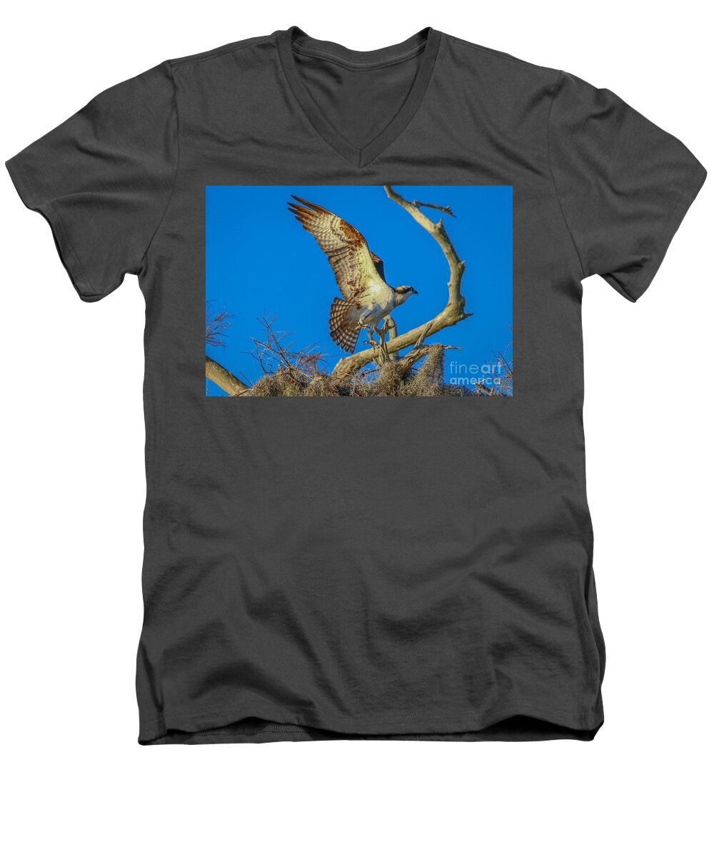 Osprey Men's V-Neck T-Shirt featuring the photograph Osprey Landing on Branch by Tom Claud